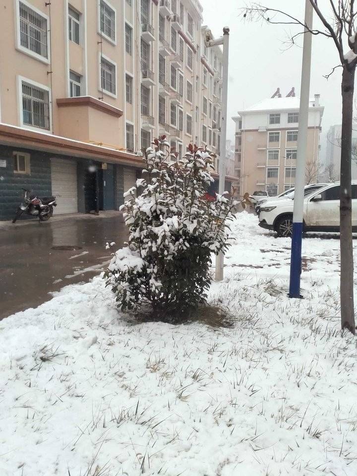 致敬雪花／上午喘口气，下午下雪更俏丽