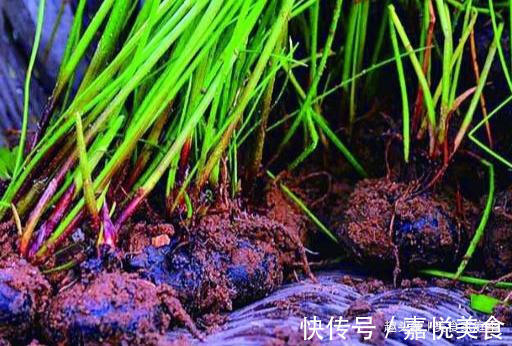 蔬菜|它既是水果又是蔬菜，儿时经常误叫成“鼻涕”，你知道是什么吗？