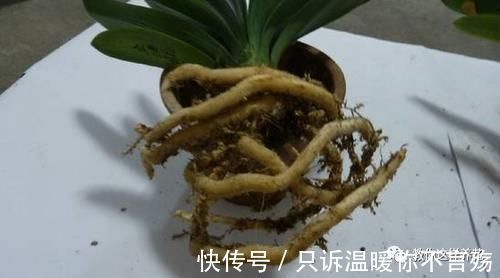 养花技巧：根都烂完了的君子兰，我捡回家，半年后开花了！