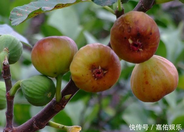 保存无花果不要直接放冰箱，学会此诀窍，甘甜滋润，越放越好吃