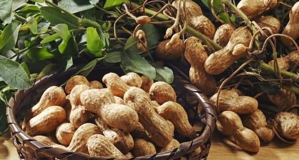 花生虽好,却要警惕一个部位,吃多了可能会血液黏稠、得脑血栓