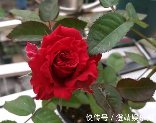 此“2种壳”，丢掉就浪费了，留下来“养花”，花卉根系窜满盆！