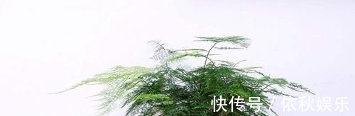 1种不起眼的小东西,用来养文竹,四季不黄叶,蹭蹭冒新芽