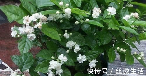 栀子花|这种酸性水，半月给花喝一勺，之子、茉莉开不停，香味瓢满屋