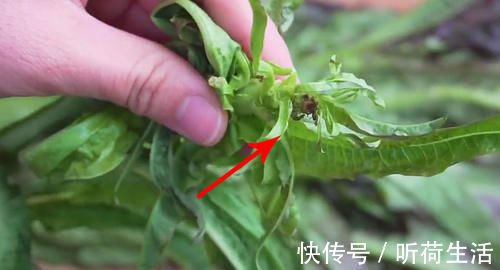 买莴笋，挑大的还是小的？教你一招，谁也不敢忽悠你