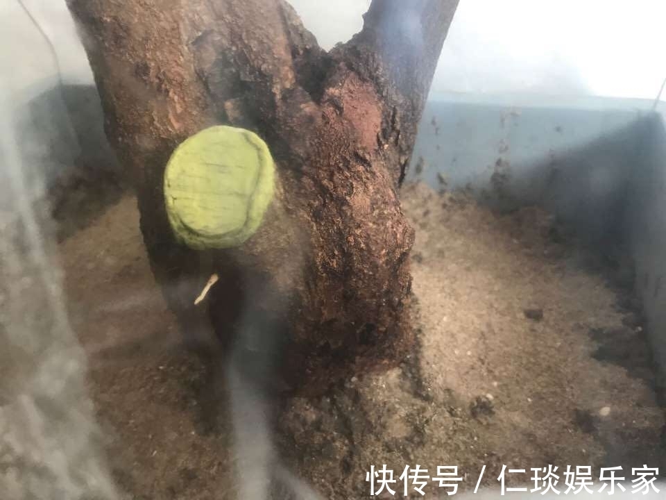 修剪黄荆老桩头你还在用草木灰涂抹剪口吗伤口愈合剂了解一下