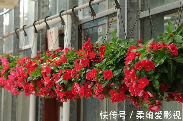 天竺葵|阳台适合养的“6种花”,花色丰富,花期长,一直赏花六个月