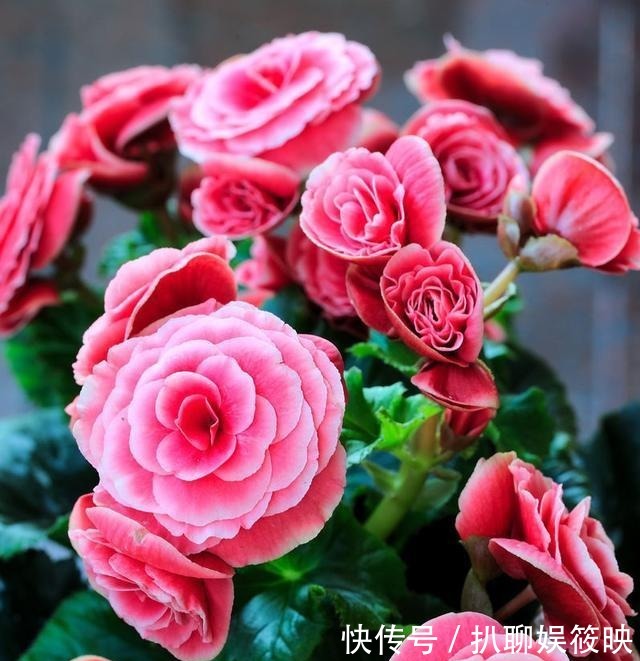 光照就可以|家里养花,就选这几种,一年四季不用管,给点阳光就开花