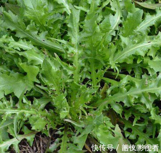食物|女性不想老,不妨常吃的食物,养护血管,预防便秘,告别大肚腩