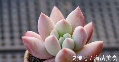 多肉|盘点8款胖多肉,颜值高好养护,喜欢多肉一定别错过!