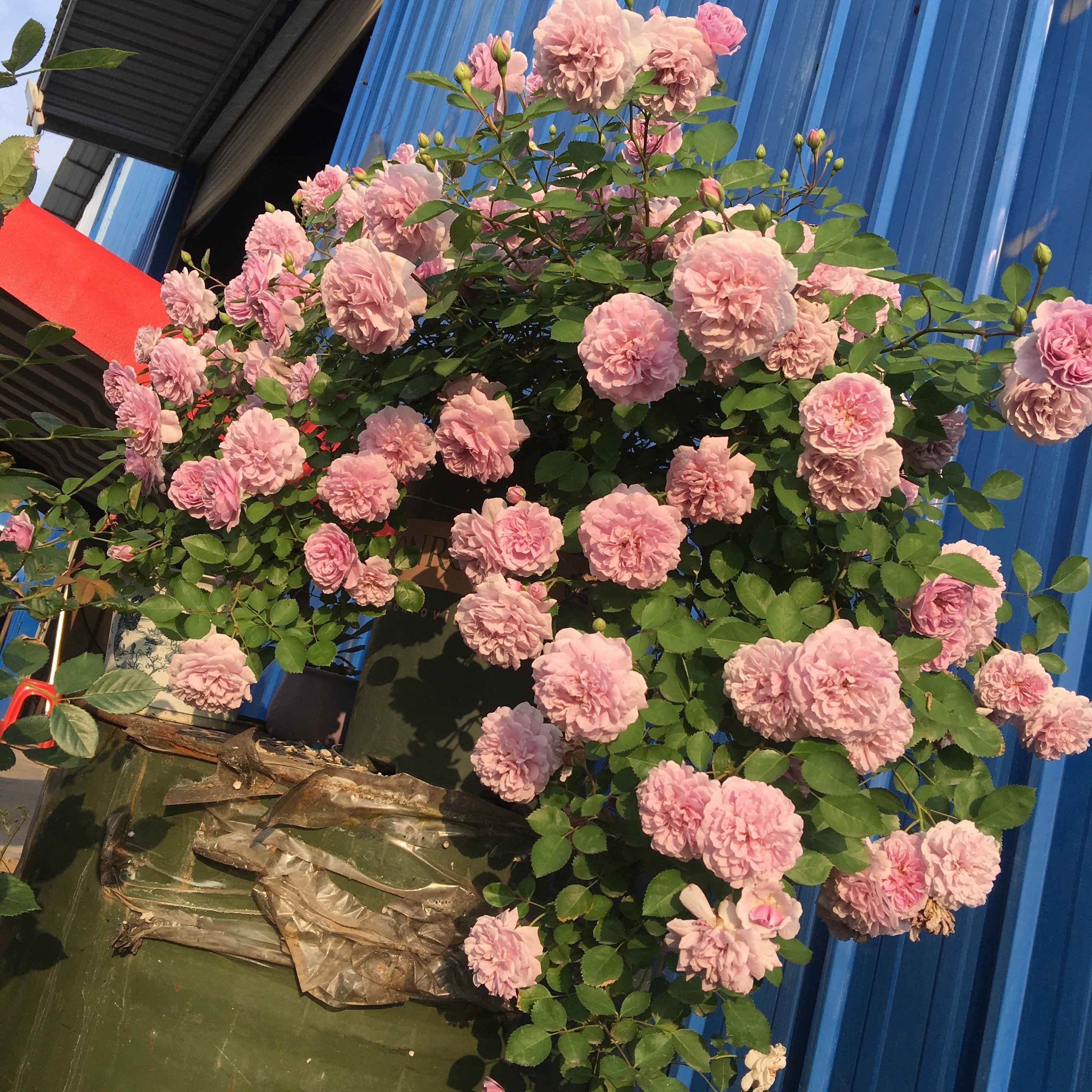 月季花|夏季最好养的花,丢土里就能活,春节时开花,花朵漂亮,花香四溢