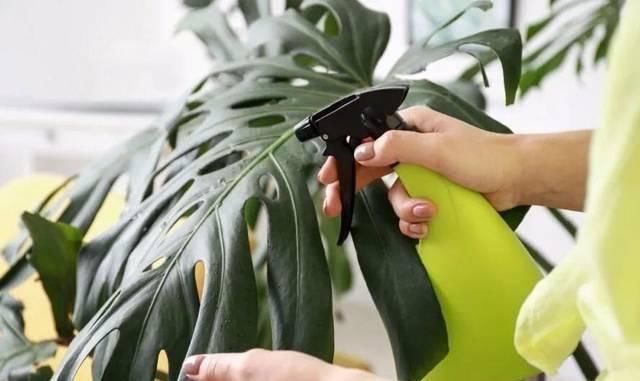 般的|室内盆栽绿植的叶片上有露珠般的东西,摸起来黏黏的,啥情况