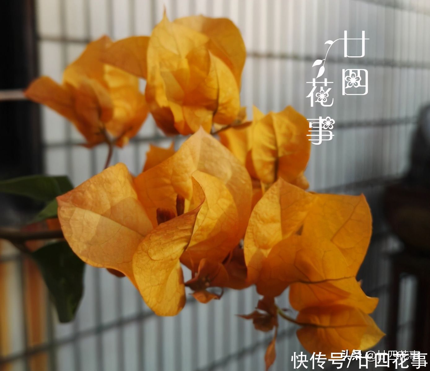 开春后养三角梅，记住4句“口诀”，根系养得好，花朵开得勤