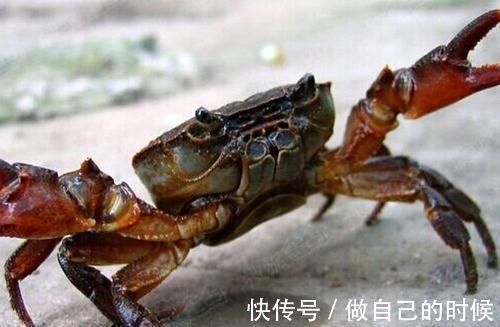 食物|提高免疫力，不妨吃几种食物，滋养身心，预防早衰，谁吃谁受益