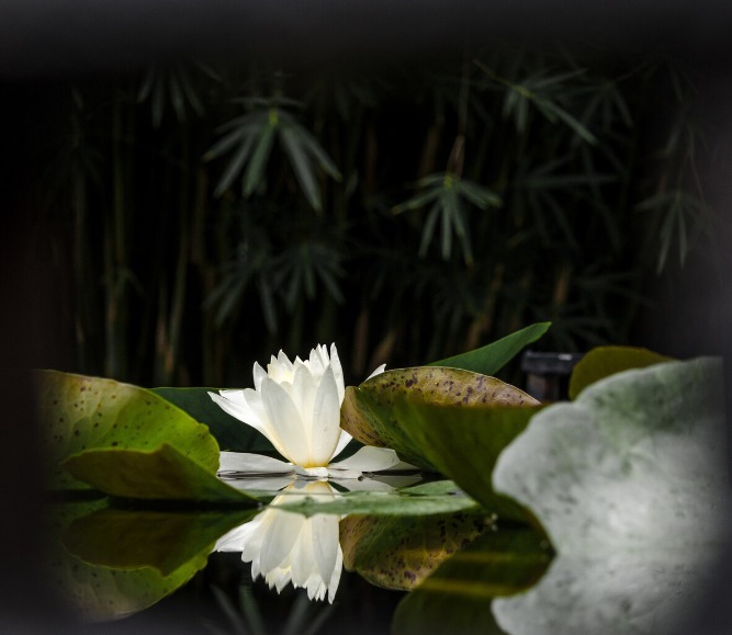 天涯一角&繁华三千,仅倾情一朵,缘之所寄,且一往而深