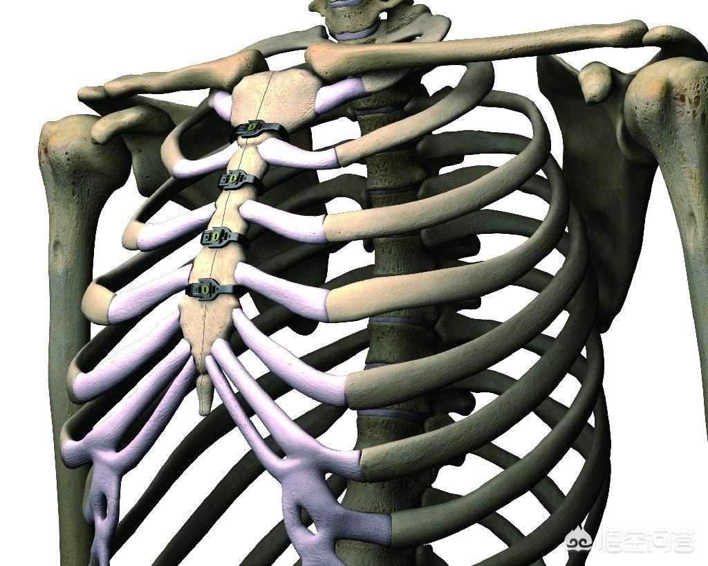 图51 胸廓-人体解剖组织学-医学