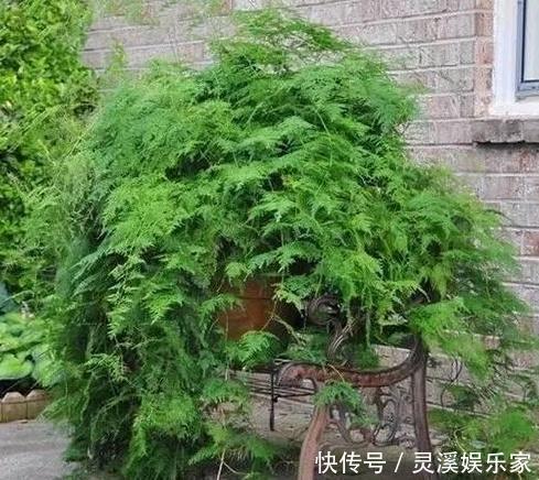 植株|张大爷家文竹养6年，长到1米5，变成粗壮、翠绿盆栽，年年开花