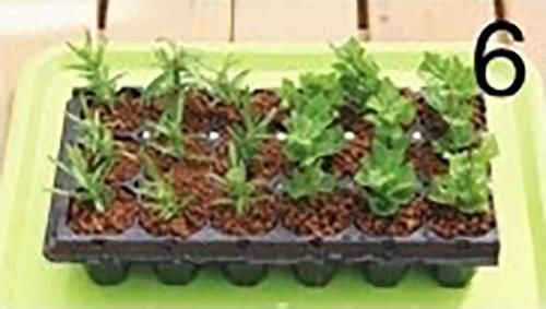 栽培香草享用极致的玩法，一经栽种，全程享乐！