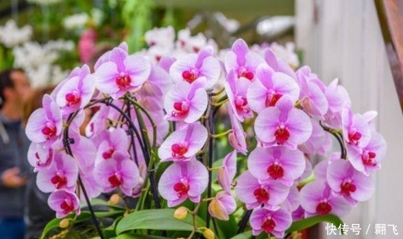  4种花美得让人毫无抵抗力，花大色艳，开花美爆整个阳台！