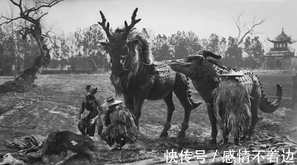 梅花鹿&麒麟真的存在吗?那张麒麟照片又是怎么回事?