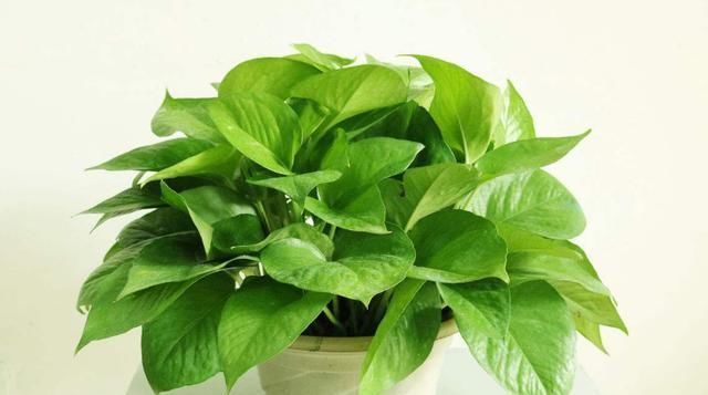 黄豆|这种“花肥”强过蚯蚓粪、黄豆水，用它来浇花，“肥效”常达两年