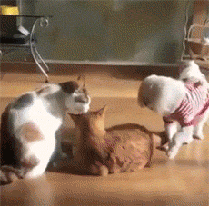 |搞笑GIF: 现在做生意太难了 今天有位客人要吃毛衣