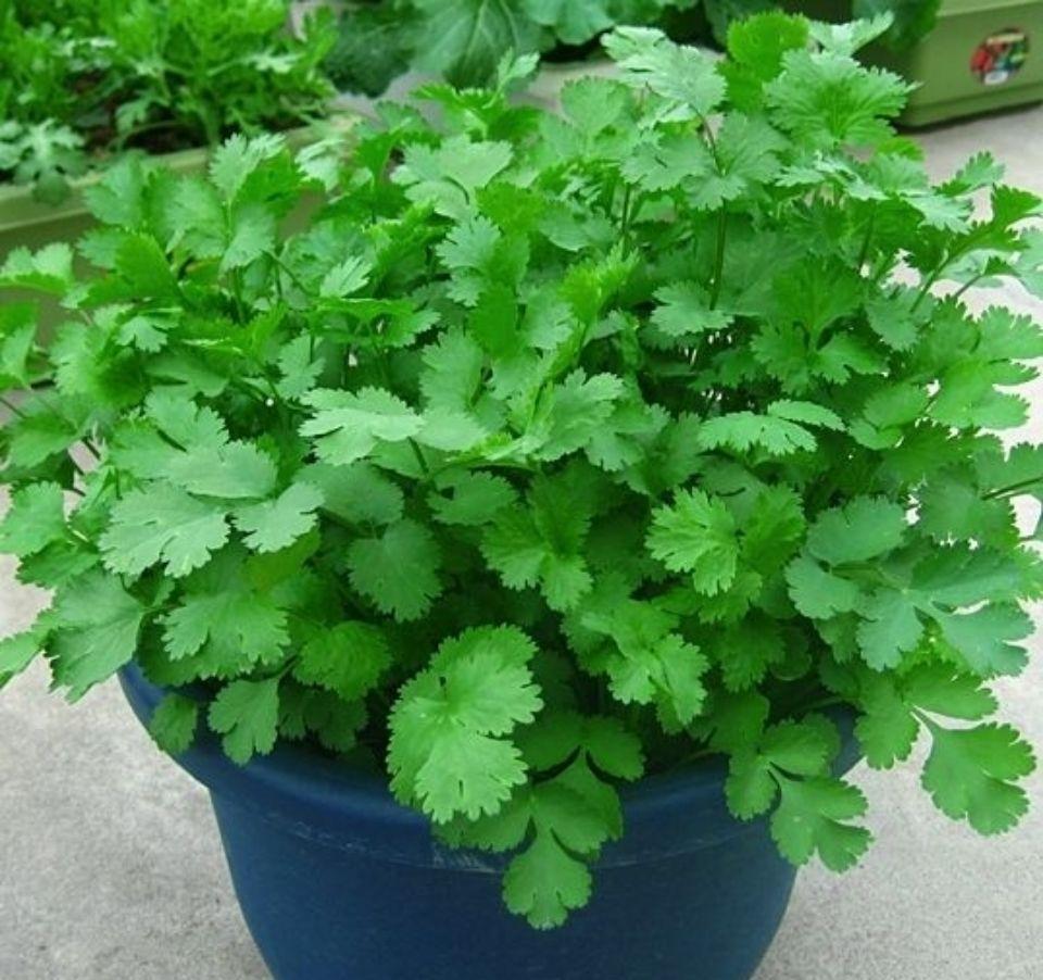 种植|5种“菜根”别扔,插进花盆,浇浇水,半个月长成“小菜园”