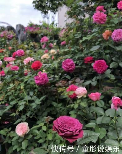 元素|月季花越开花越小做好“两件事”,花大色艳,天天开花不间断