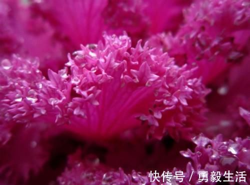 新手喜欢养护花卉,就养容易开花爆盆,花期长的花卉,花开花色艳