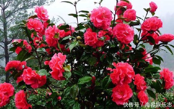 叶子|茶树只长叶子却不开花，学会这些方法，茶花爆满枝头