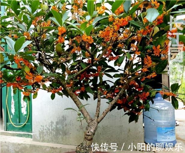 “寿命长”的11种花,好养寓意好,越养越值钱