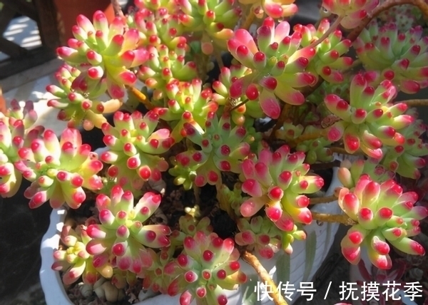 多肉植物|多肉乙女心,天暖盆栽时多晒太阳、适量低温才能让叶子越长越美