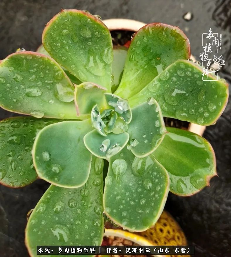 多肉植物|人如多肉,经阳光雨露历练后,亦会越挫越勇!