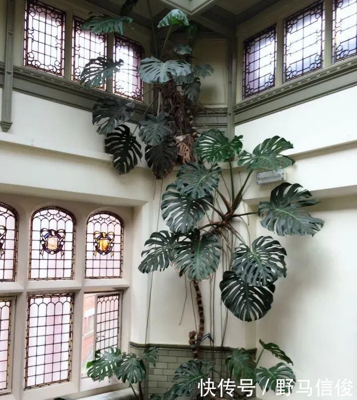 红掌|茉莉花扦插有机关,砍这一段枝条,插土里3天就活