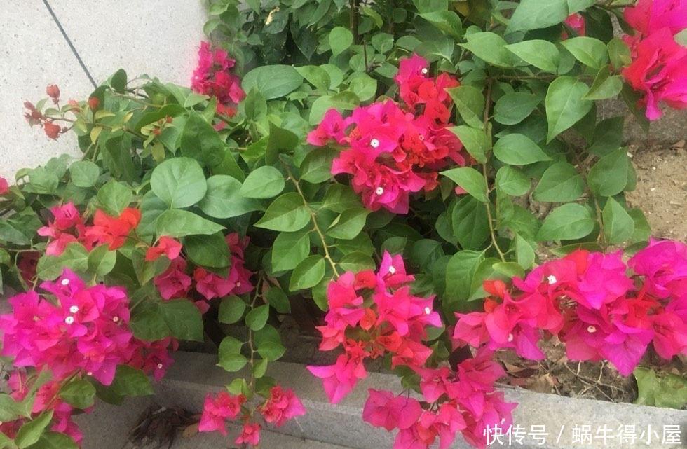 萌发|盆栽三角梅的培养方法很简单,做好3件事,植株壮实优美开花旺