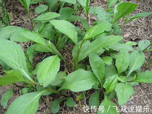 功效|农村这种喂猪的野草，能防癌抗癌，清热解毒，凉血止血，你认识吗