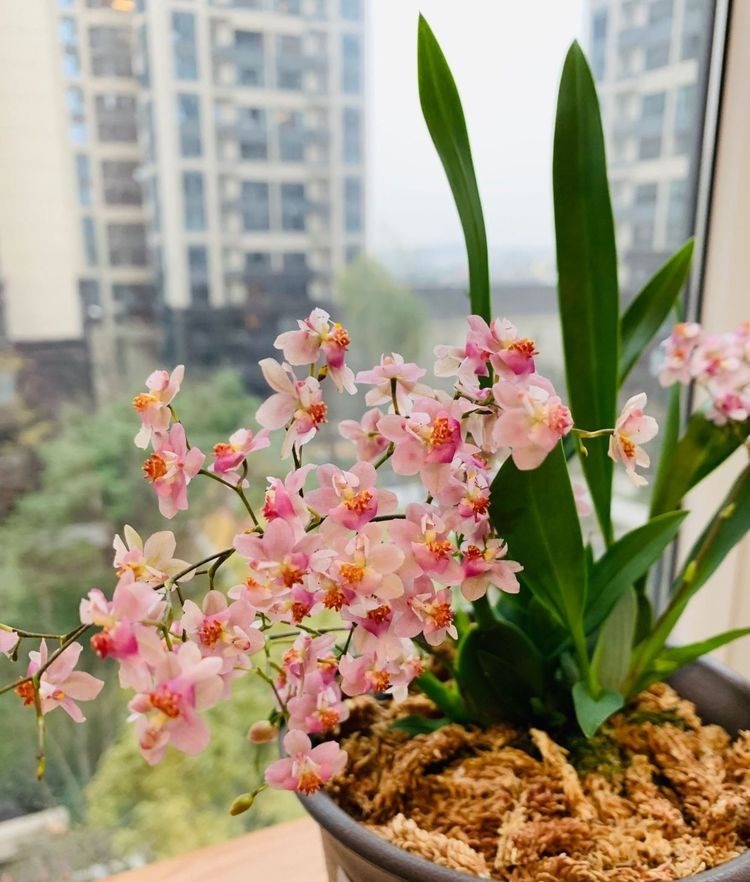 春天种植此款植物,花期一到轻松开爆盆,花色鲜艳,香飘溢满屋