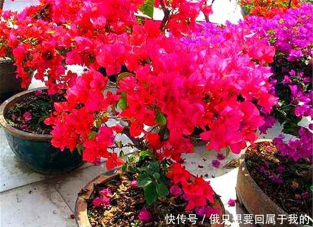 6月养三角梅,做好“4个多”,爆炸式开花,只见花朵不见叶