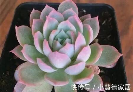 护手霜|多肉植物紫罗兰女王，用上3种护肤品，瞬间美出天际，好看