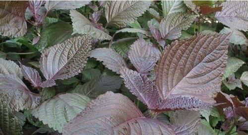 怕肌肤衰老，适合吃几种食物，促进排便，改善皮肤衰老，年轻健康