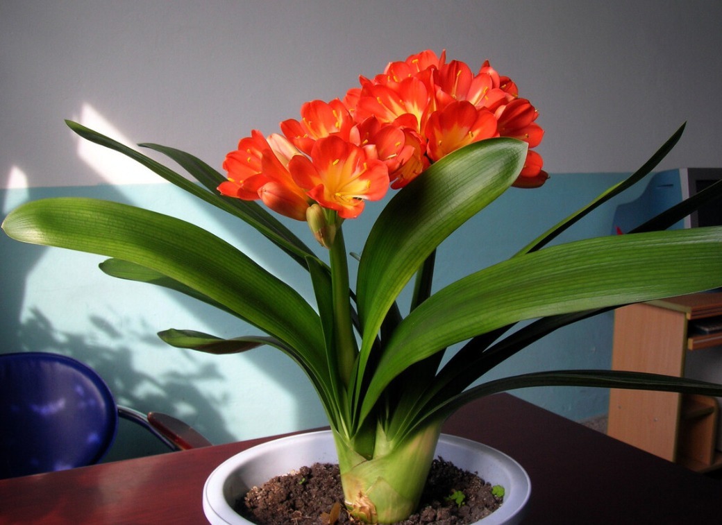 君子兰害怕五件事,新手经常犯,难怪越养越糟糕