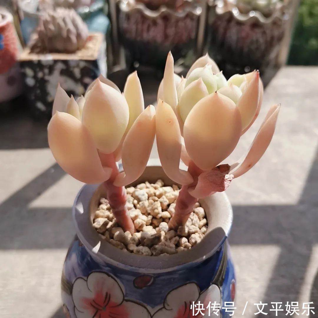 一组逆袭成功的多肉给它时间，它就会给你好看！