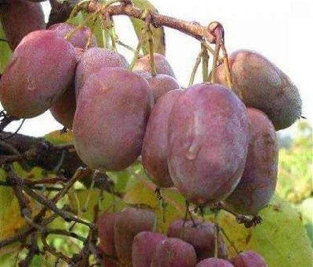 少养两盆花,院子也要种这种果树,沾土就活,甜味不输橙子