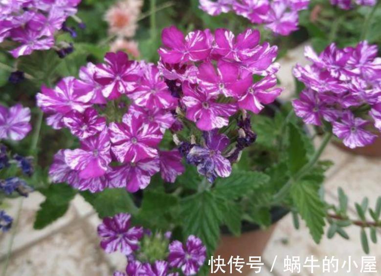 花草|盆栽养花如何预防烂根？从这4方面下手，几率一降再降