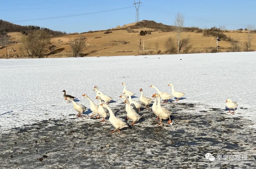 雁群|秦皇岛发生神奇和谐一幕：雁带鹅飞！