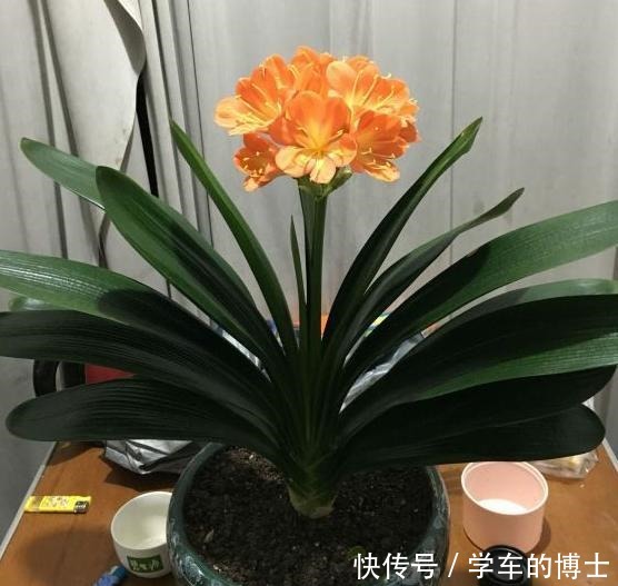 家中常见的5种花，用小盆，少浇水，才能长得更旺盛，开花更多！