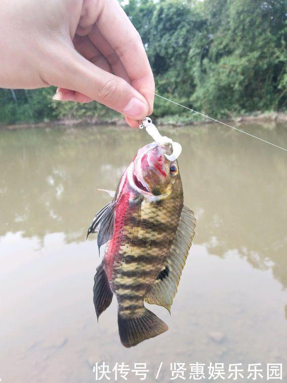 罗非鱼不能吃?广东男子钓获“7.8斤巨型罗非鱼”,堪称鱼鲜上品