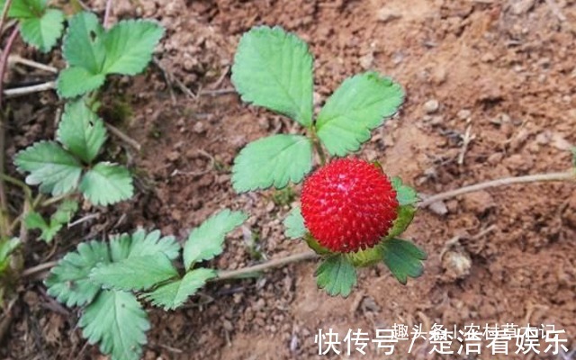 蛇莓|老人说“它”有毒,常被忽视,殊不知,当今好珍贵