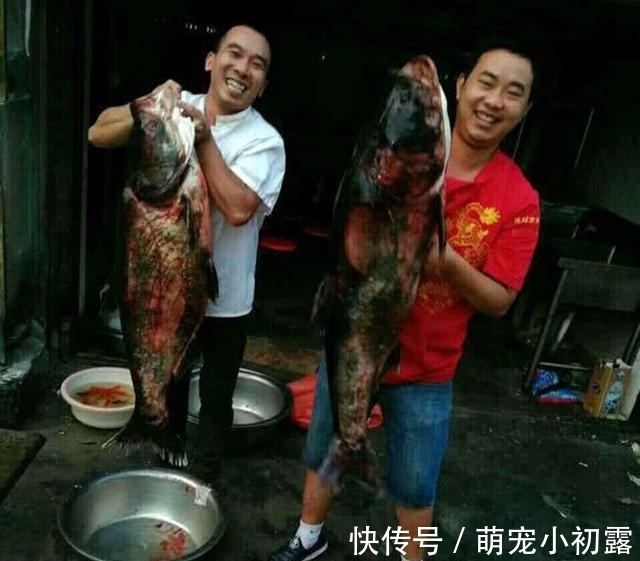 四大家鱼之一的鲢鱼,为什么不受老百姓待见,钓鱼人又如何对待?