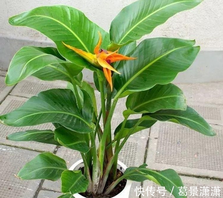 鹤望兰|4种花是“花卉中的劳模”,沾土就活,20天就能开花爆满盆